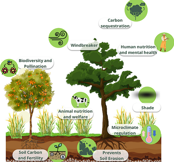 Benefits of trees on farms